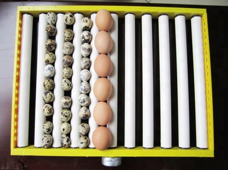 AC/DC 180 capacity poultry egg incubator for sale