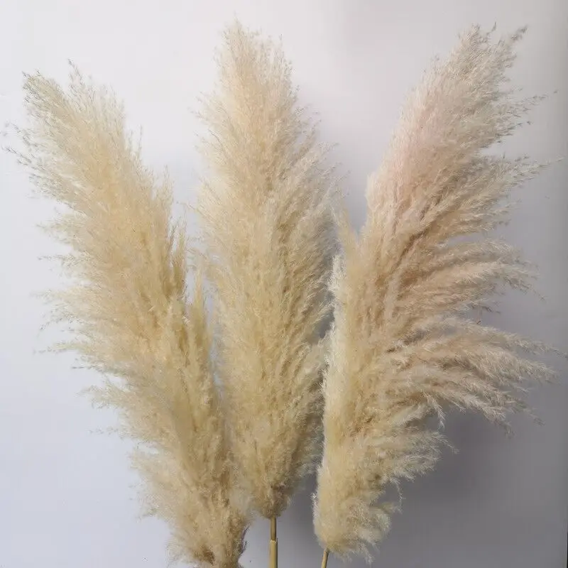 2022 wholesale natural real dried pampas low price fluffy large pampas grass for home wedding indoor decoration