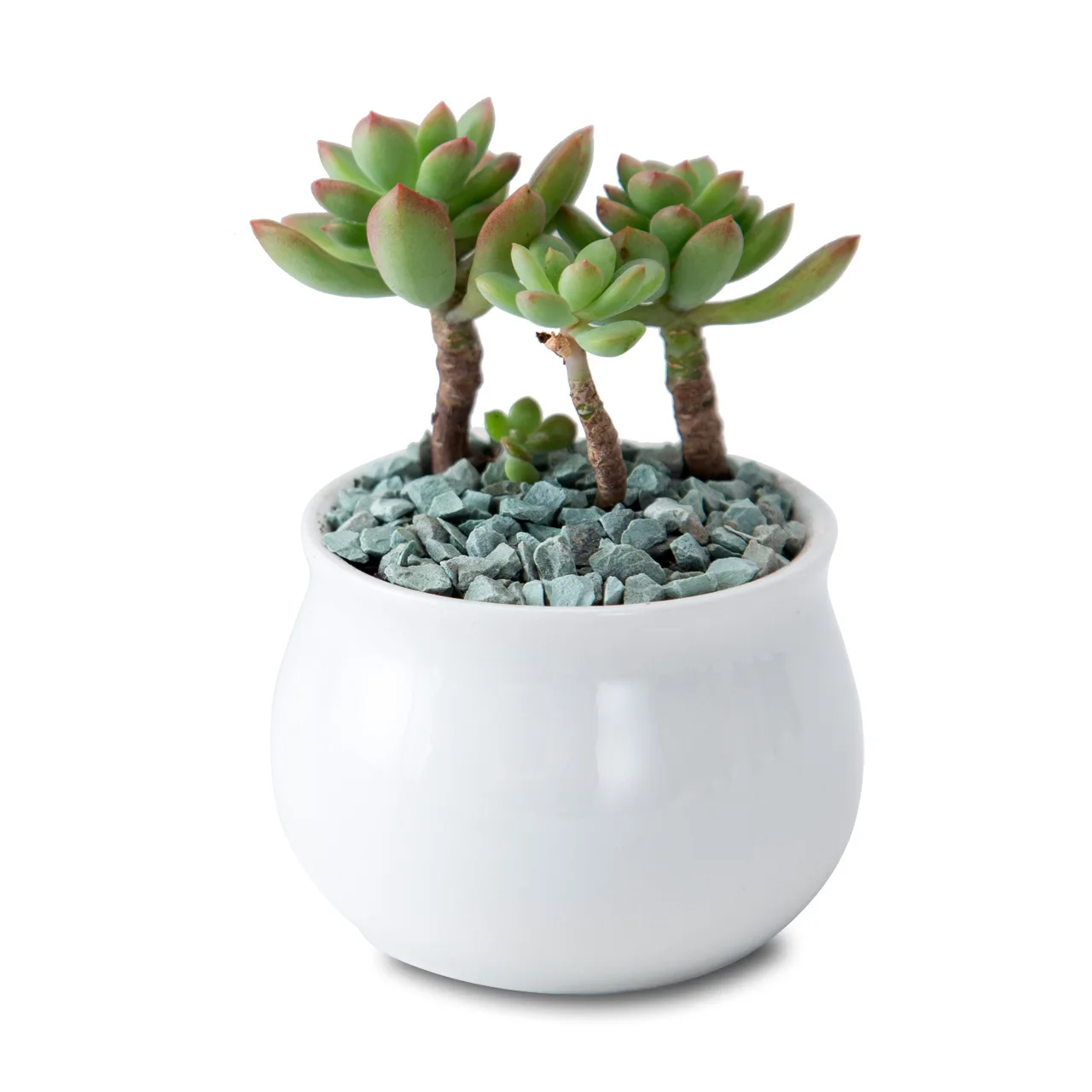 Good Quality White Porcelain Vase With Round Belly Succulent Ceramic Flower pot for Garden Pots & Plasters