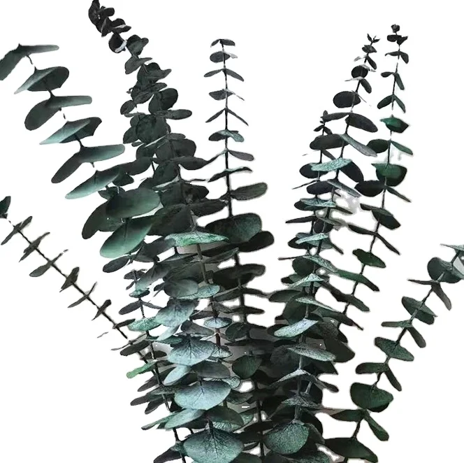 Preserved natural dried Eucalyptus Leaves green round leaf branches flower, Hanging Fragrance Real Plant, flower arrangement