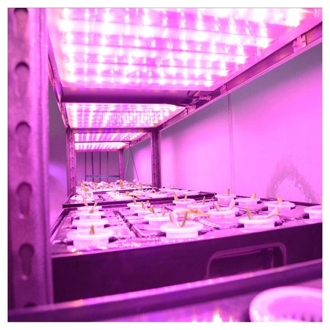 Smart Farm Shipping Container Plant Factory Vertical Farming Hydroponic Grow Microgreens Greenhouse