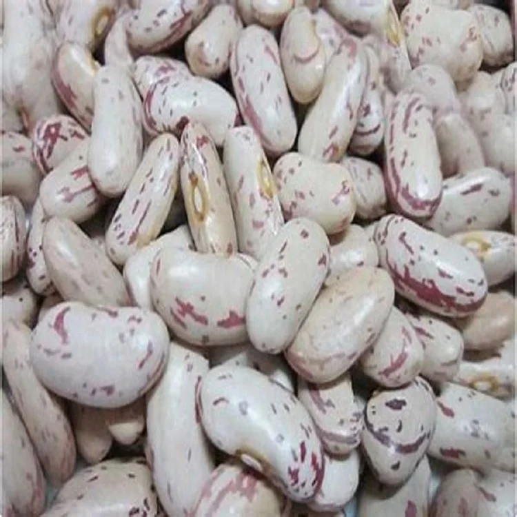 Pinto beans Light Speckled Beans LKSB для продажи