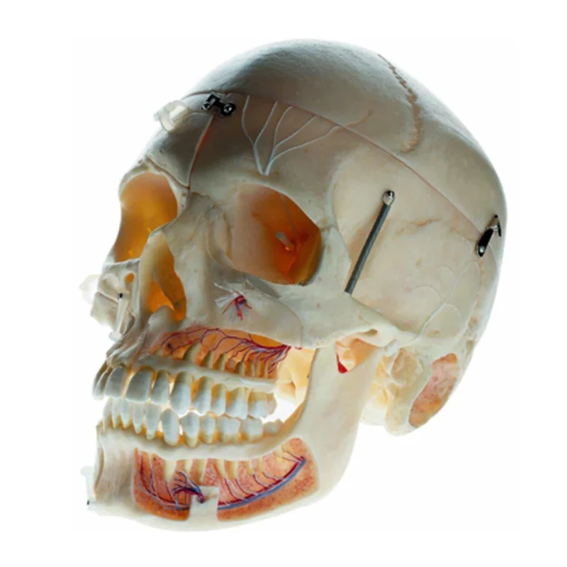 ADA-BM1019 human medical model adult skull anatomical model with blood vessels and nerves anatomy model for student training