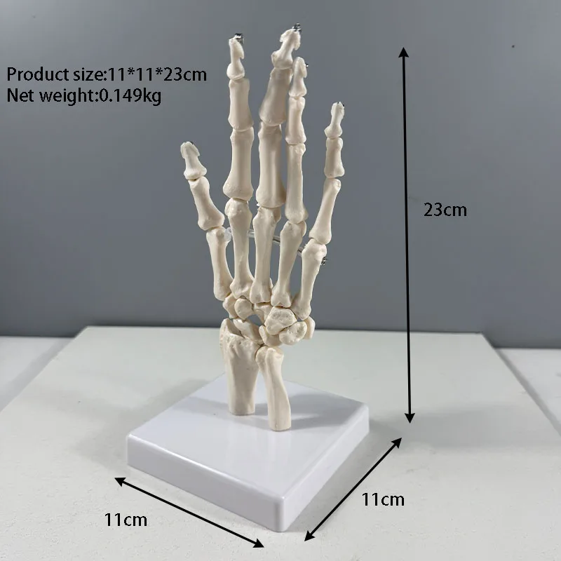 Production PVC Hand Skeleton Model Teaching Anatomical Joint Custom Made Artificial Life-Size Human