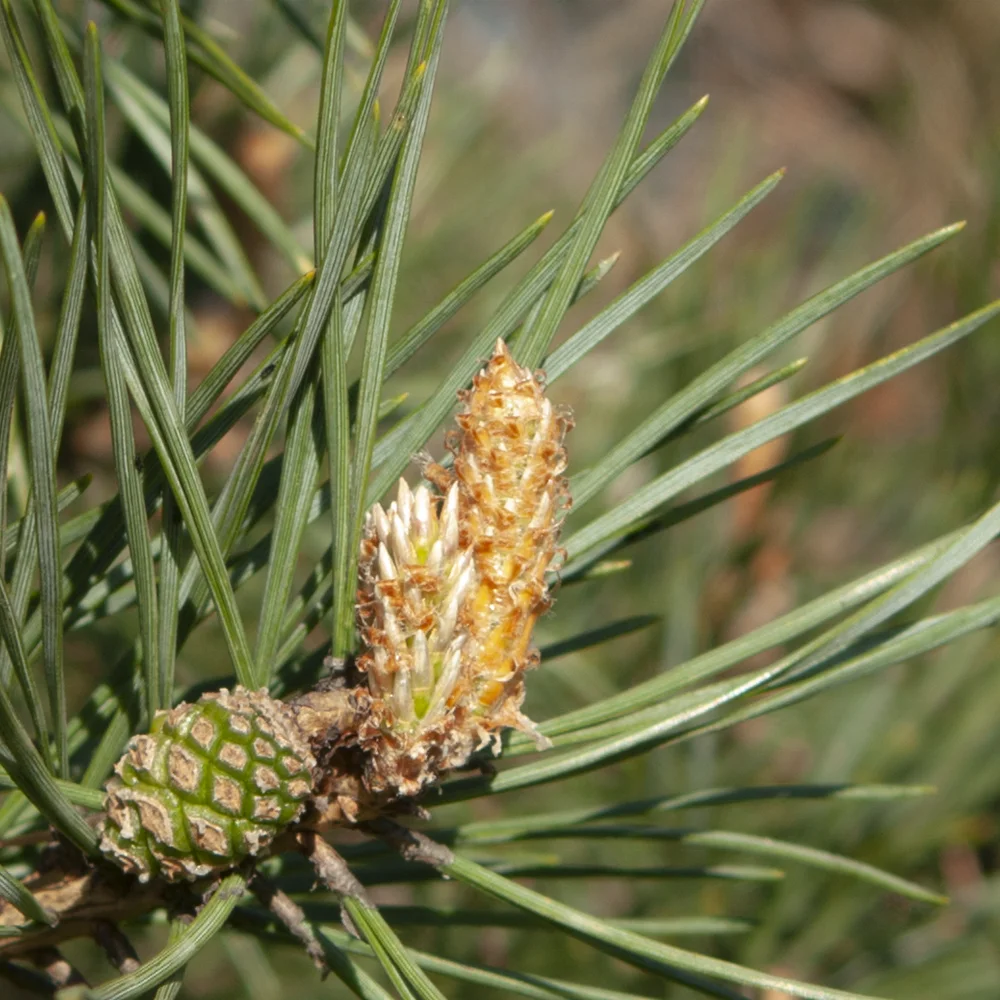 Натуральный 250 г повышает иммунитет от кашля, сосновый конус, витамин, сироп для напитков