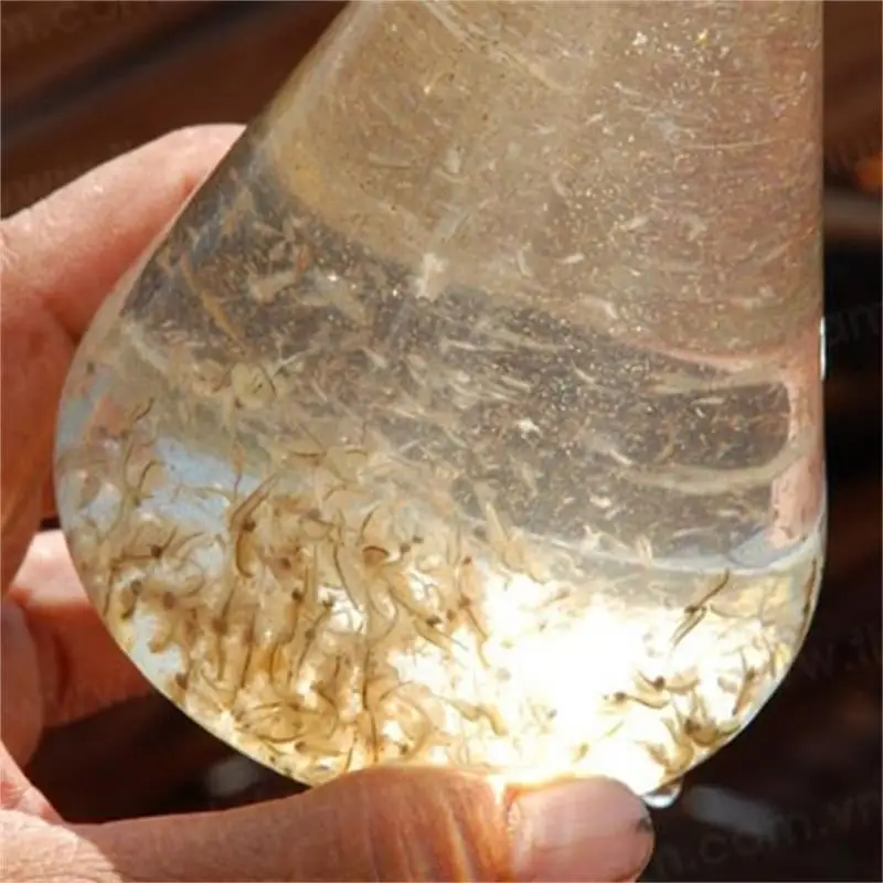 
Premium grade brine shrimp eggs fish food free shipping 