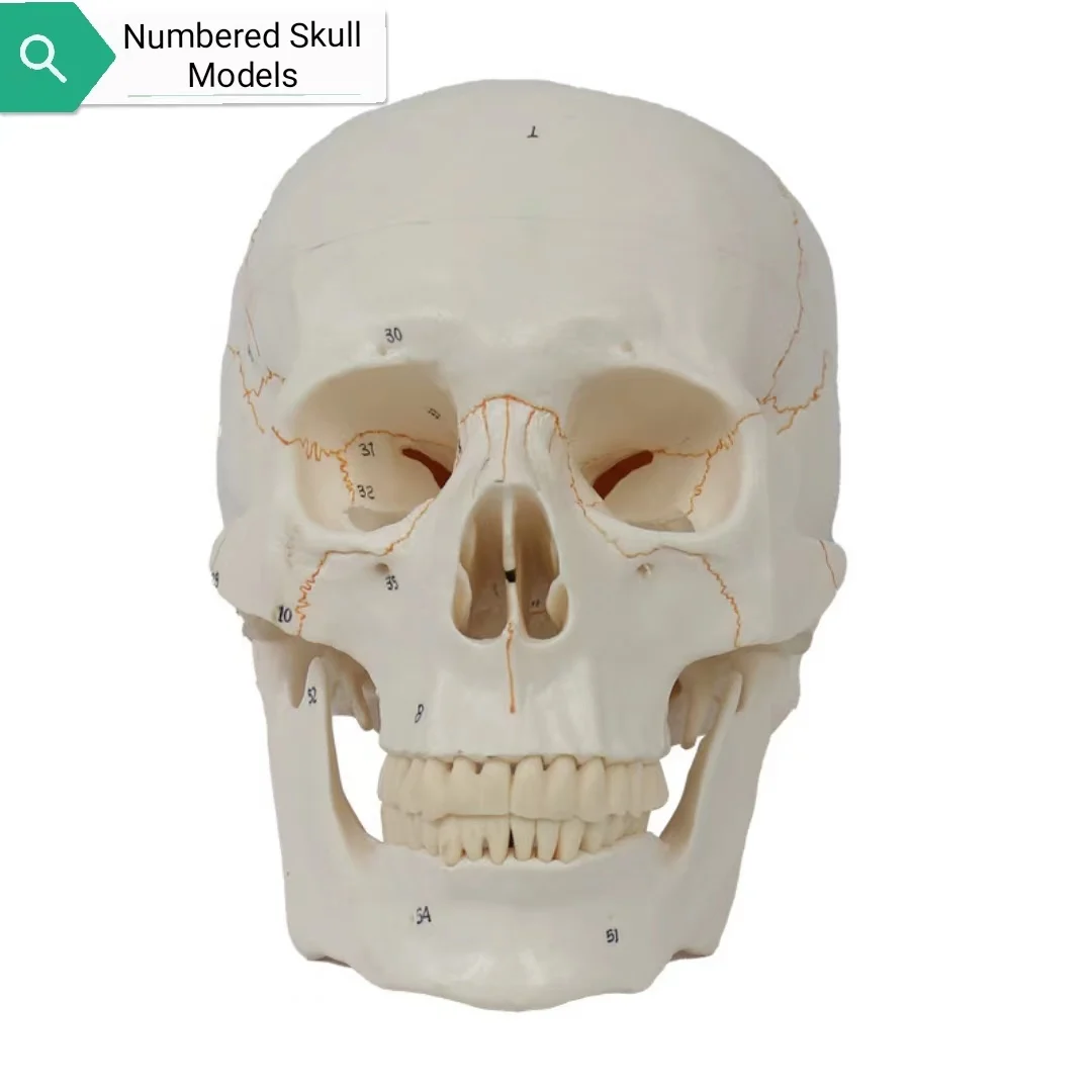 Life Size 3-parts numbered Skull Model with Full Set of Teeth Removable Skull and Articulated Mandible Detailed Product