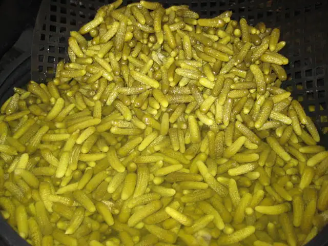 
Gherkins Exporters in Salt Fermented 