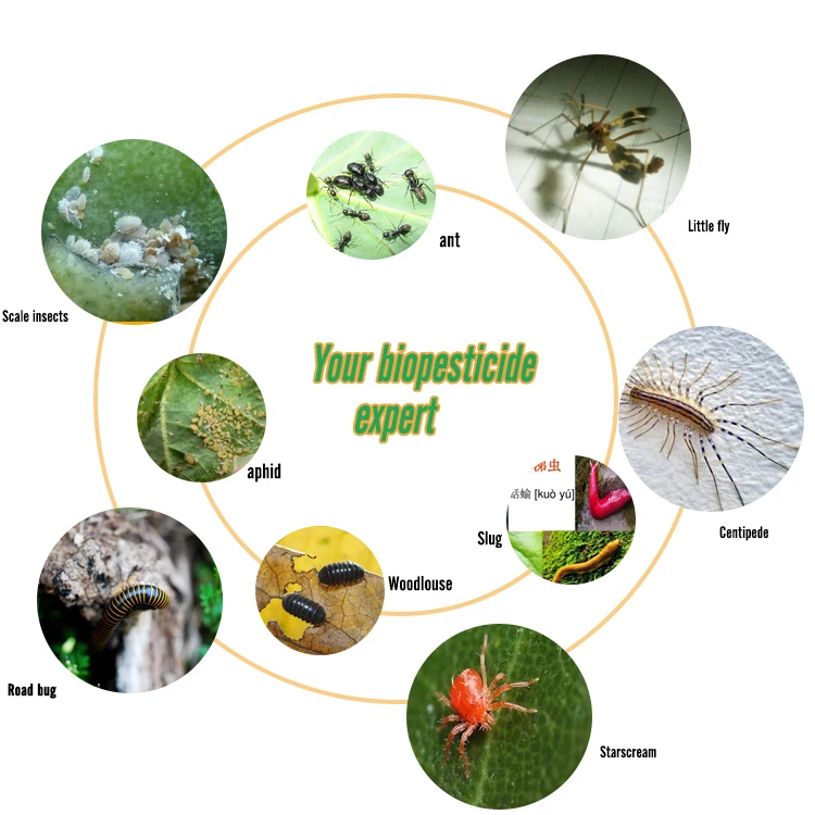 
Biological pesticide Metarhizium anisopliae/metarhizium/TAR CAS67892-13-1 