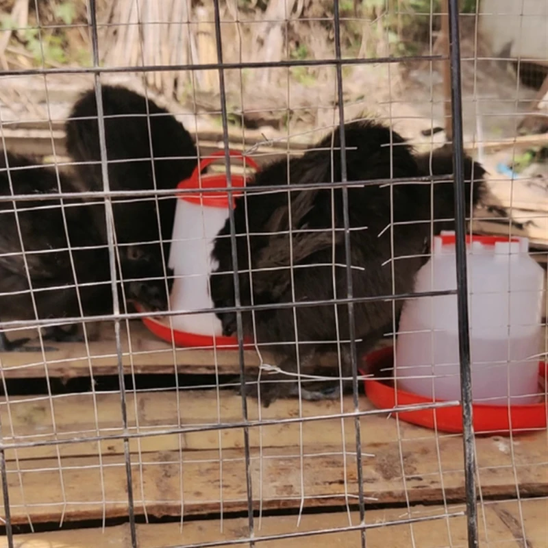 Wholesale poultry drinker feeder automatic chicken feeders and drinkers 1.5kg 3kg 6kg 9kg 12kg poultry feeder