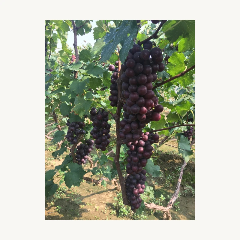 Китайская ферма оптом качественный надежный свежий виноград