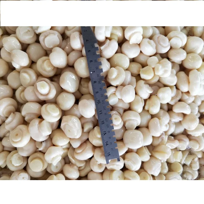 
restaurant supply canned whole Agaricus bisporus mushroom champignon mushroom 