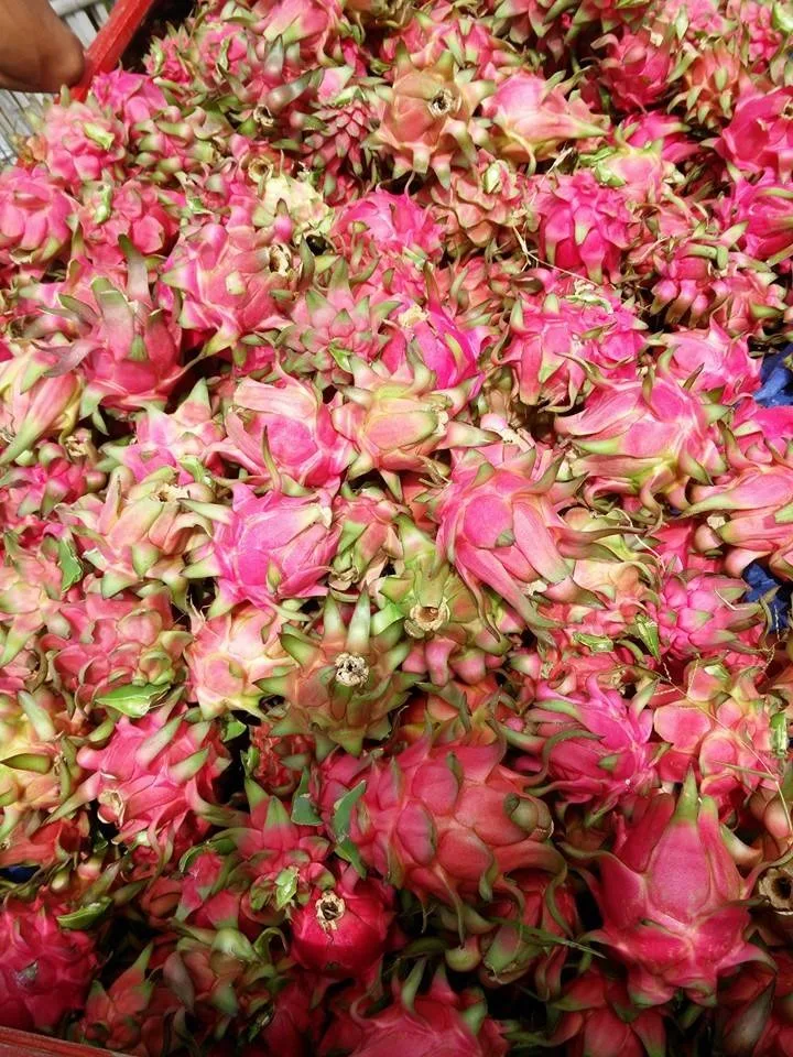 
Indonesia Organic Fresh Red Pitaya Fresh Red Dragon Fruit 