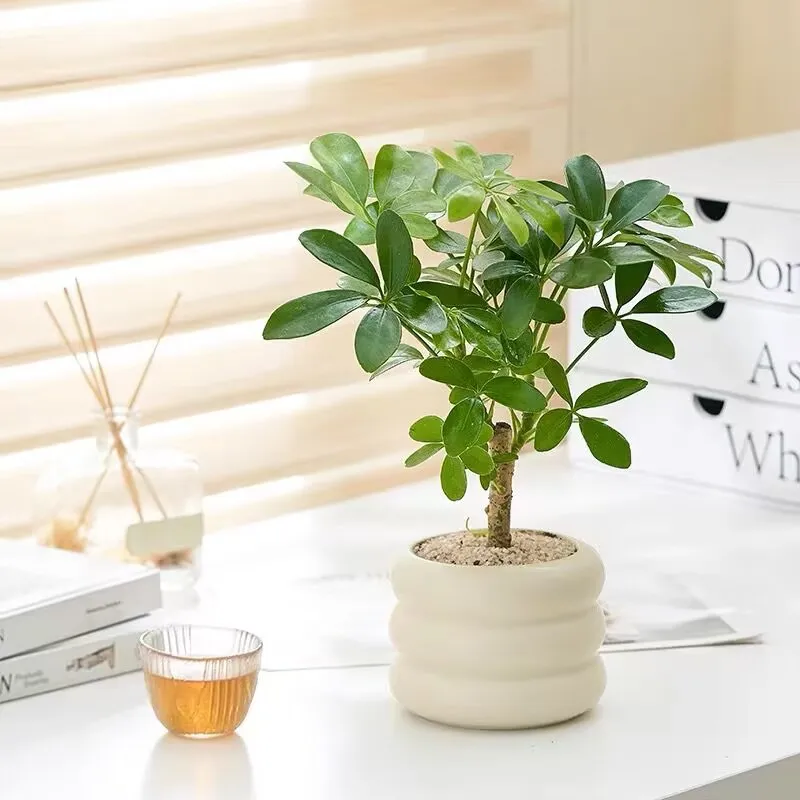 Small Size Light Luxury Premium Ceramic Planter Diversified Ceramic Vase For Interior Decoration Planter
