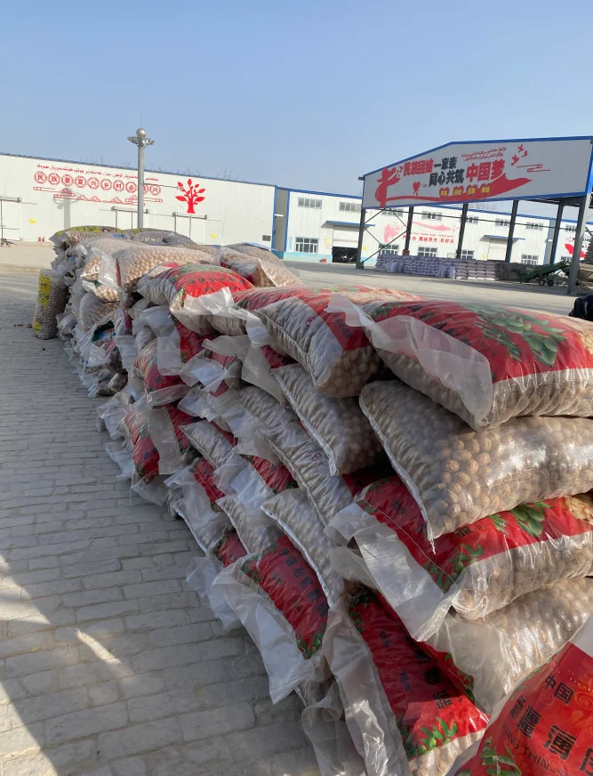 Special discount ceviz top quality in shell walnuts for sale walnut dry fruit