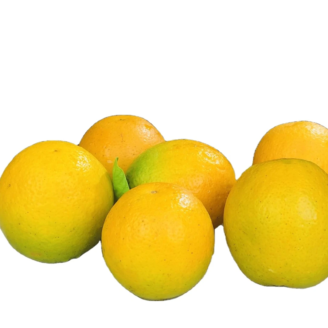 sweet new crop Fresh citrus fruit orange Summer Valencia oranges navel oranges