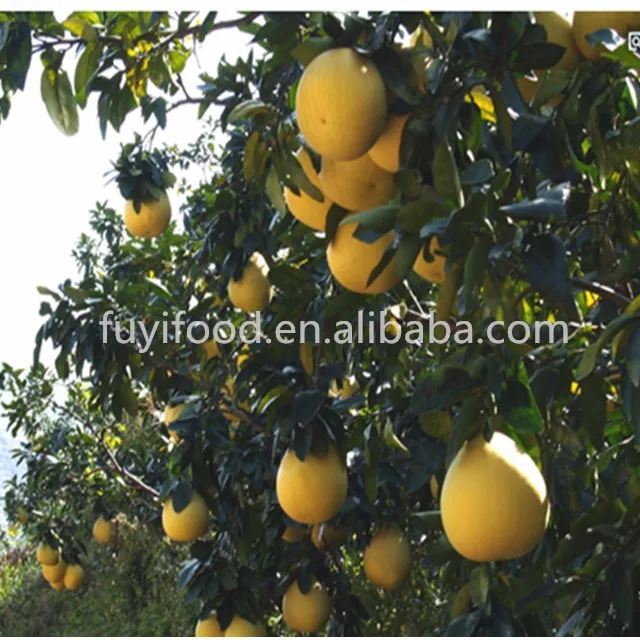 Fresh export pomelo fruit/good honey pomelo/competitive pomelo price