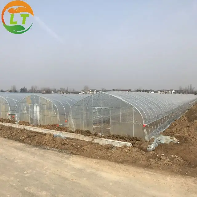 2024 High tunnel greenhouse frame for tomato in backyard