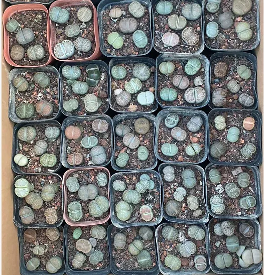 Whole sale lithops cactus live plants indoor mini New Cactus Succulent lithops in pot  plant