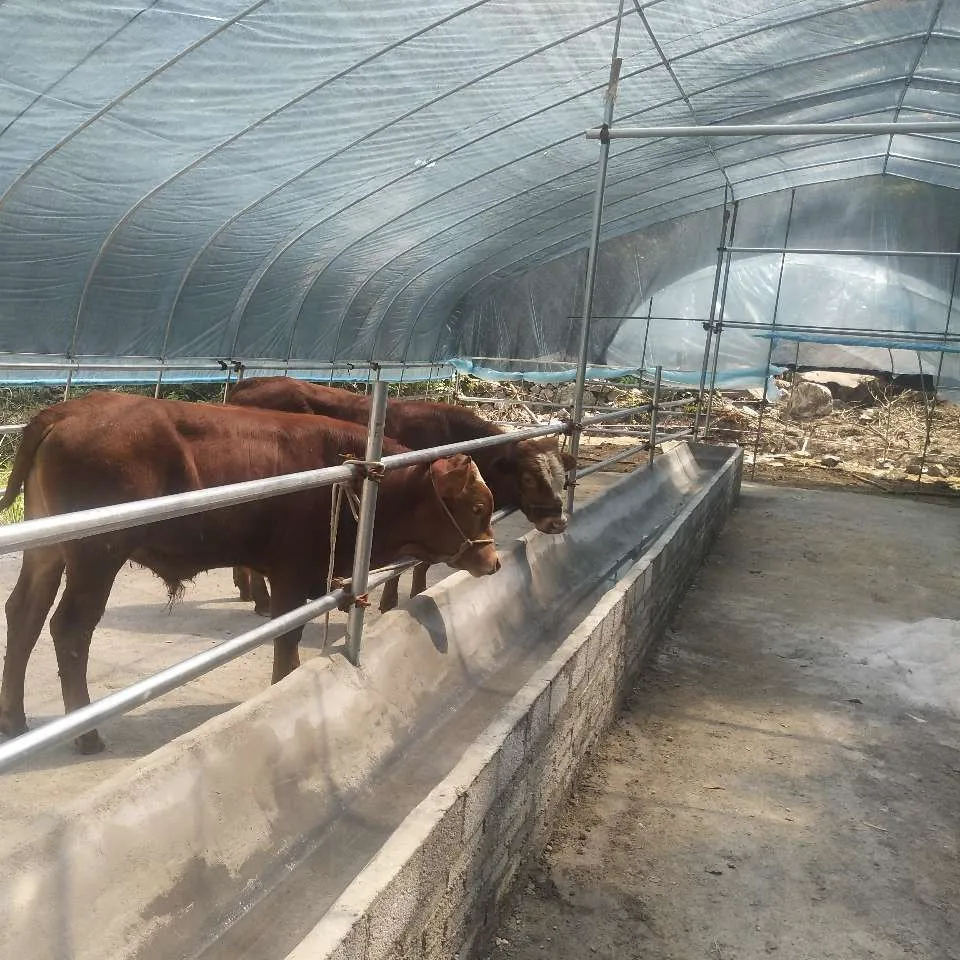 Agriculture/Arch Beam Tunnel Greenhouses with Elliptical Tube for Vegetable Cultivation/Poultry Farming/Mushroom/Pig Raising