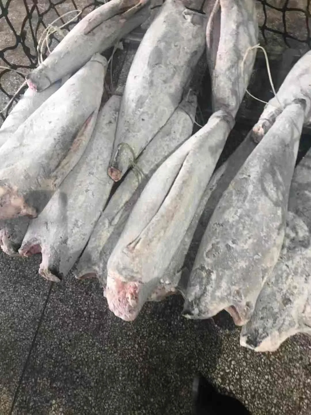 Замороженная масляная рыба высокого качества 10 кг + лепидоцибиум замороженная