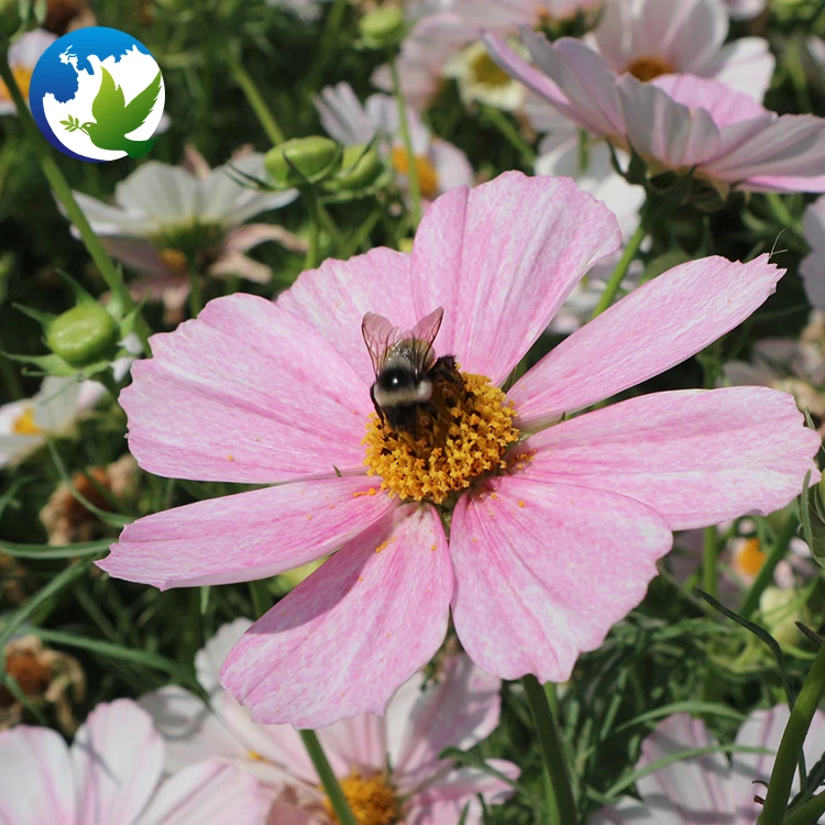 Family Flowers bulbs seed Perennial Coreopsis Public Park Cosmos flower plants seeds for garden