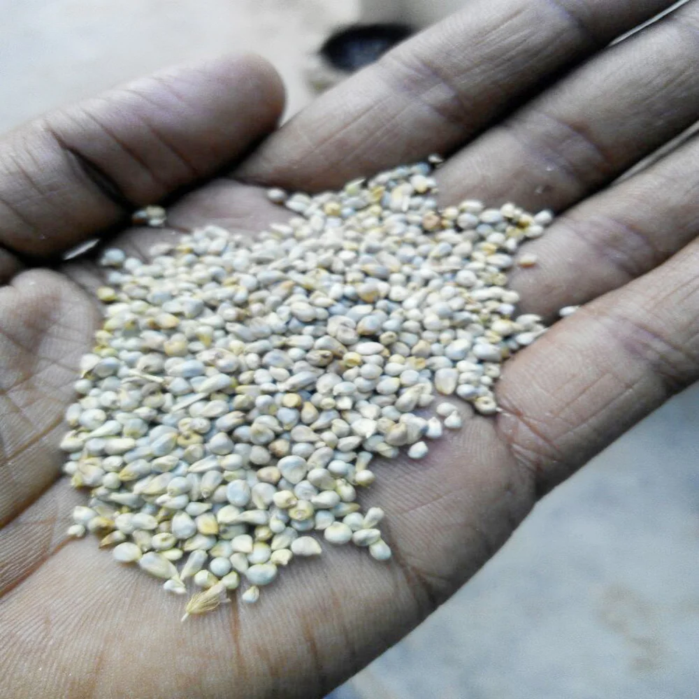 Green Millet Grains for Making High Energy Food and Animal Feed