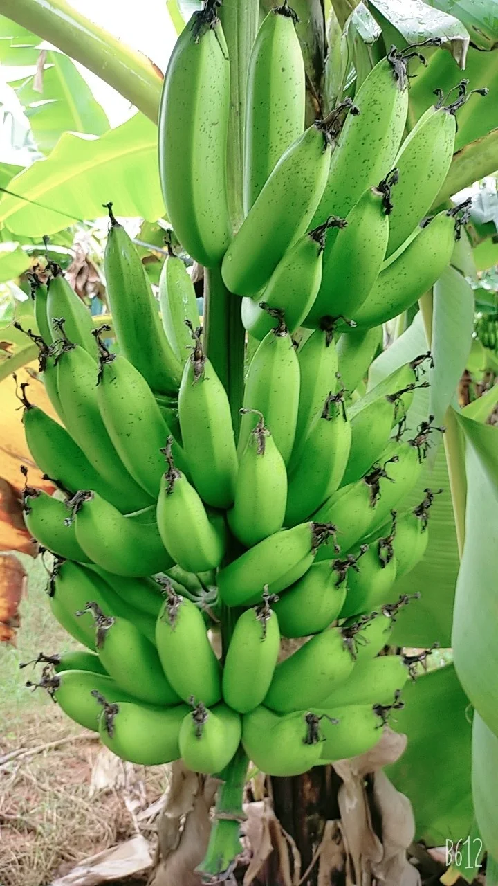 Cavendish banana in bulk for sale green banana fresh cavendish banana natural color sweet taste wholesale tropical fruit