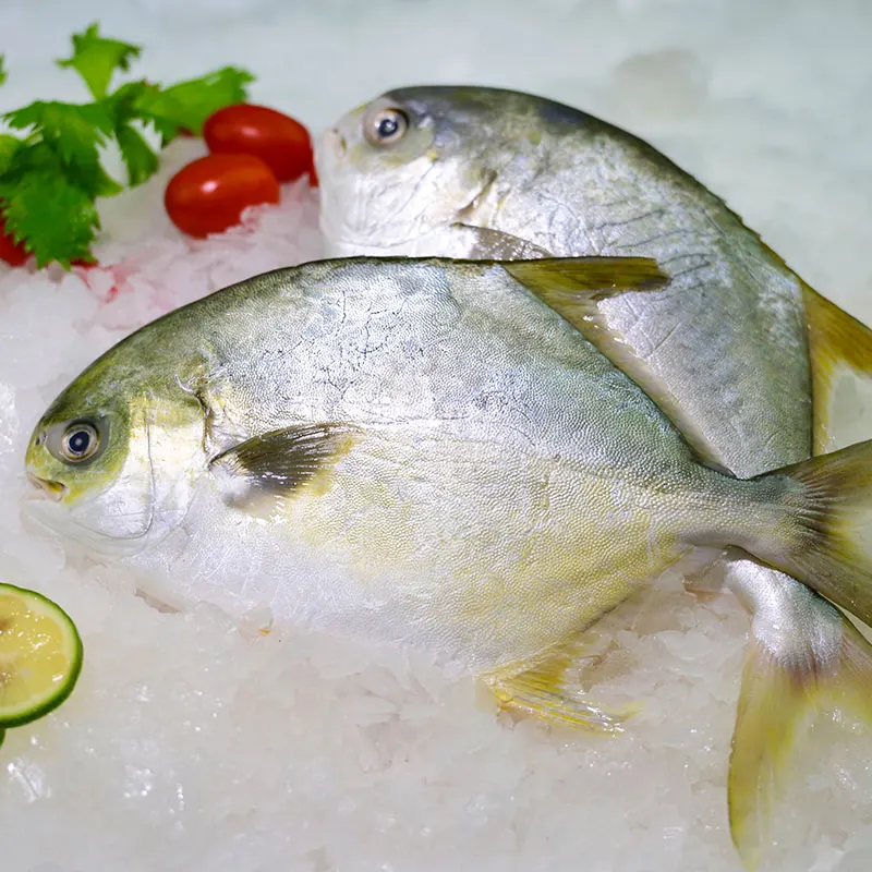 
Seafood Top Quality Frozen Golden Pomfret Golden Pompano 