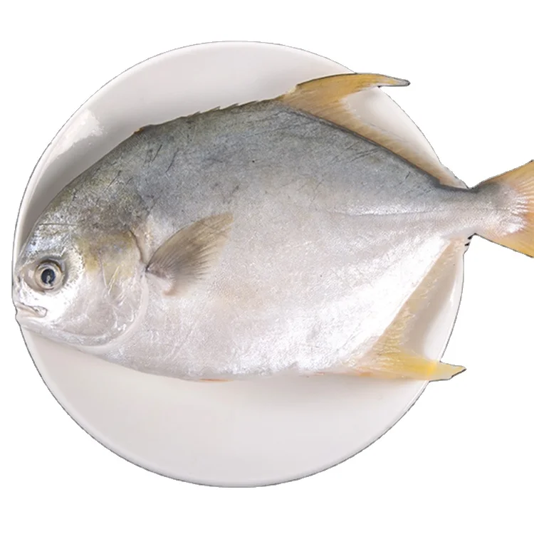 
Wholesale High Quality Price Frozen Farmed Fish Golden Pomfret 