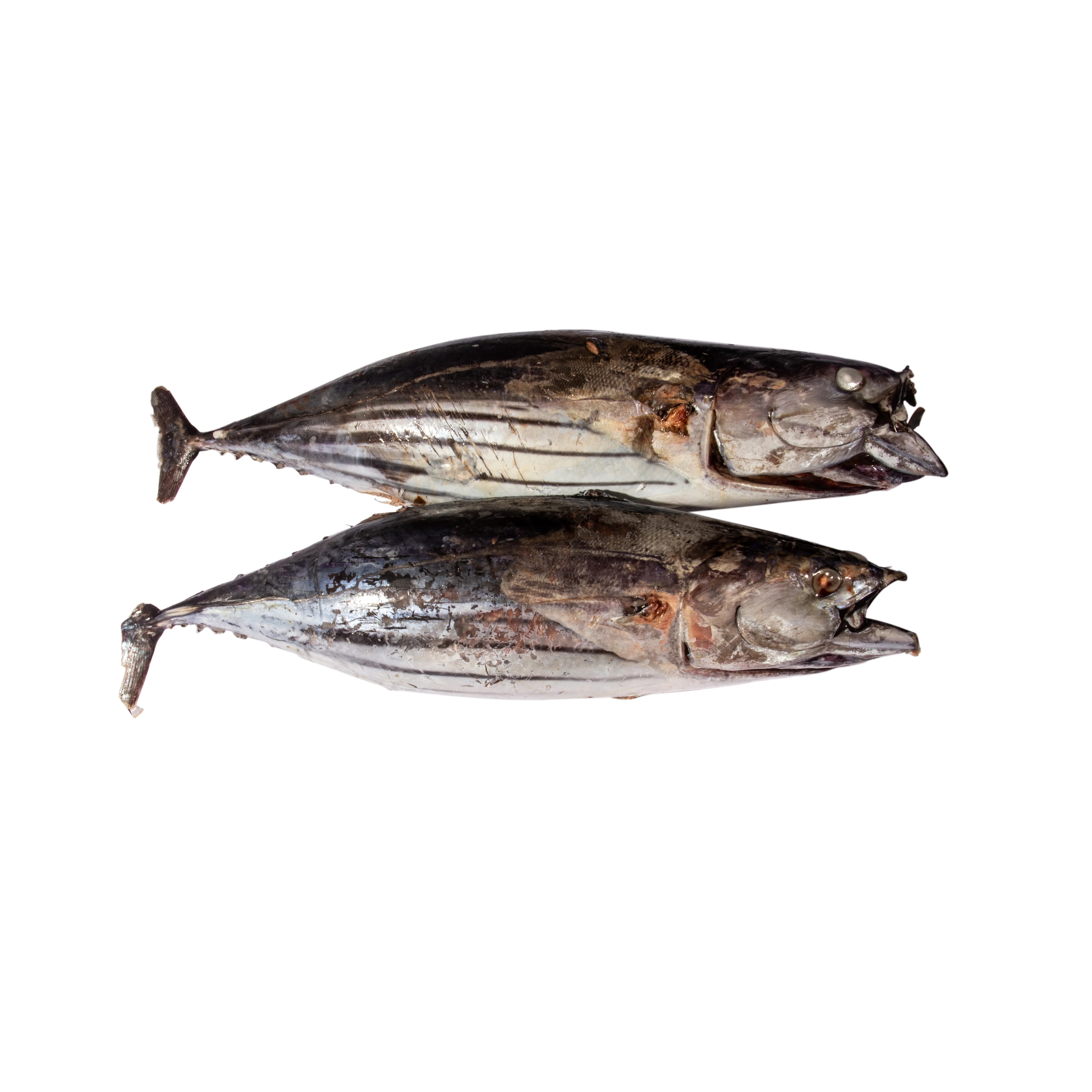 Fengsheng Seafood Factory Purse Seine Fresh Chilled Raw Material Frozen Skipjack Tuna