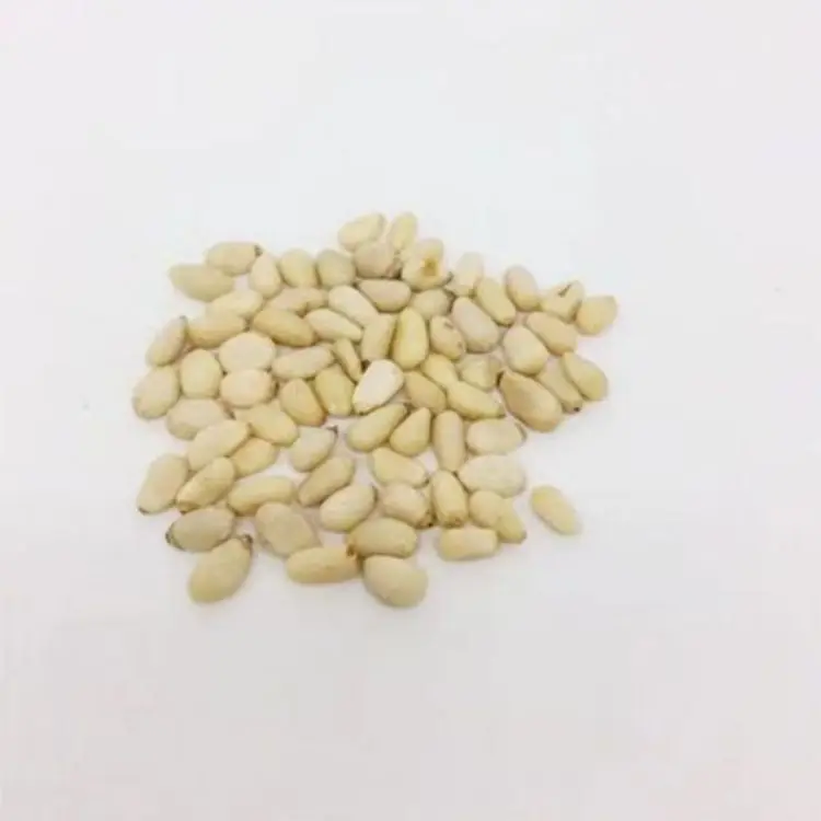 High quality raw pine nuts cooked pine nuts roasted pine nuts