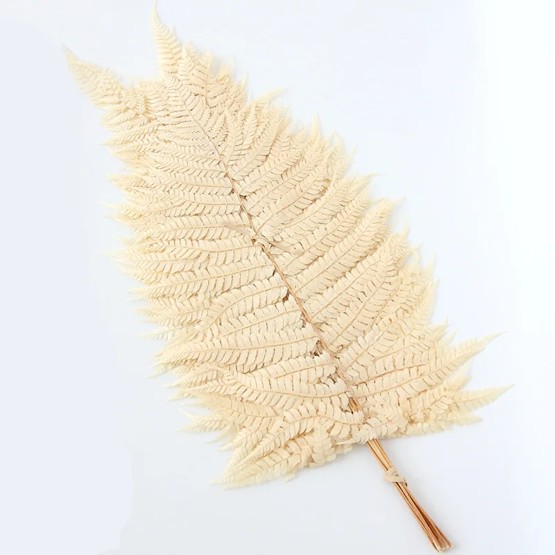 Immortal fern leaf mangosteen leaves dried flowers home decoration shooting props natural real flower leaves