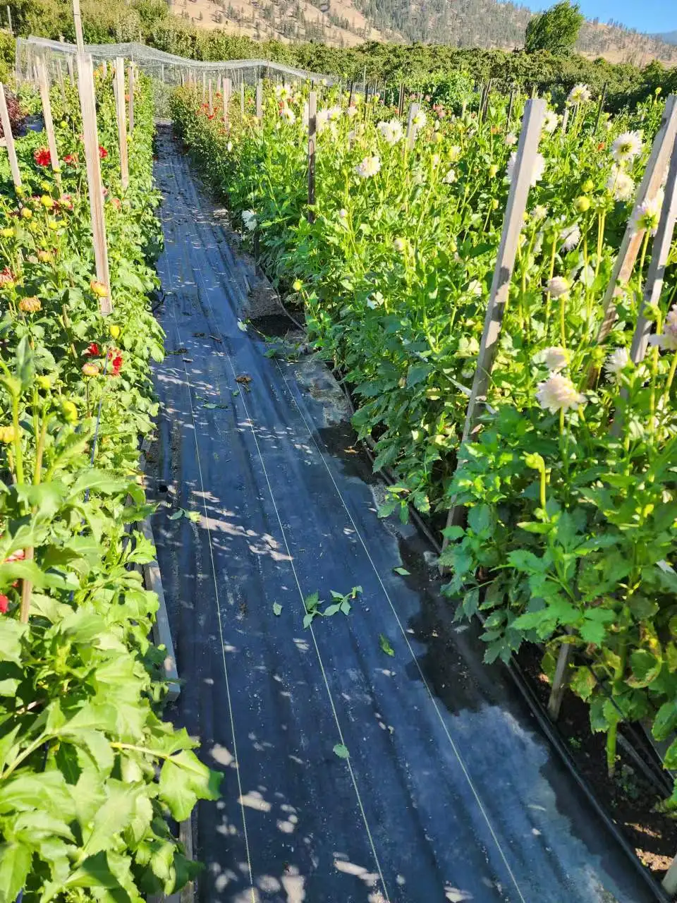 pp woven coir weed ground cover control matting mat