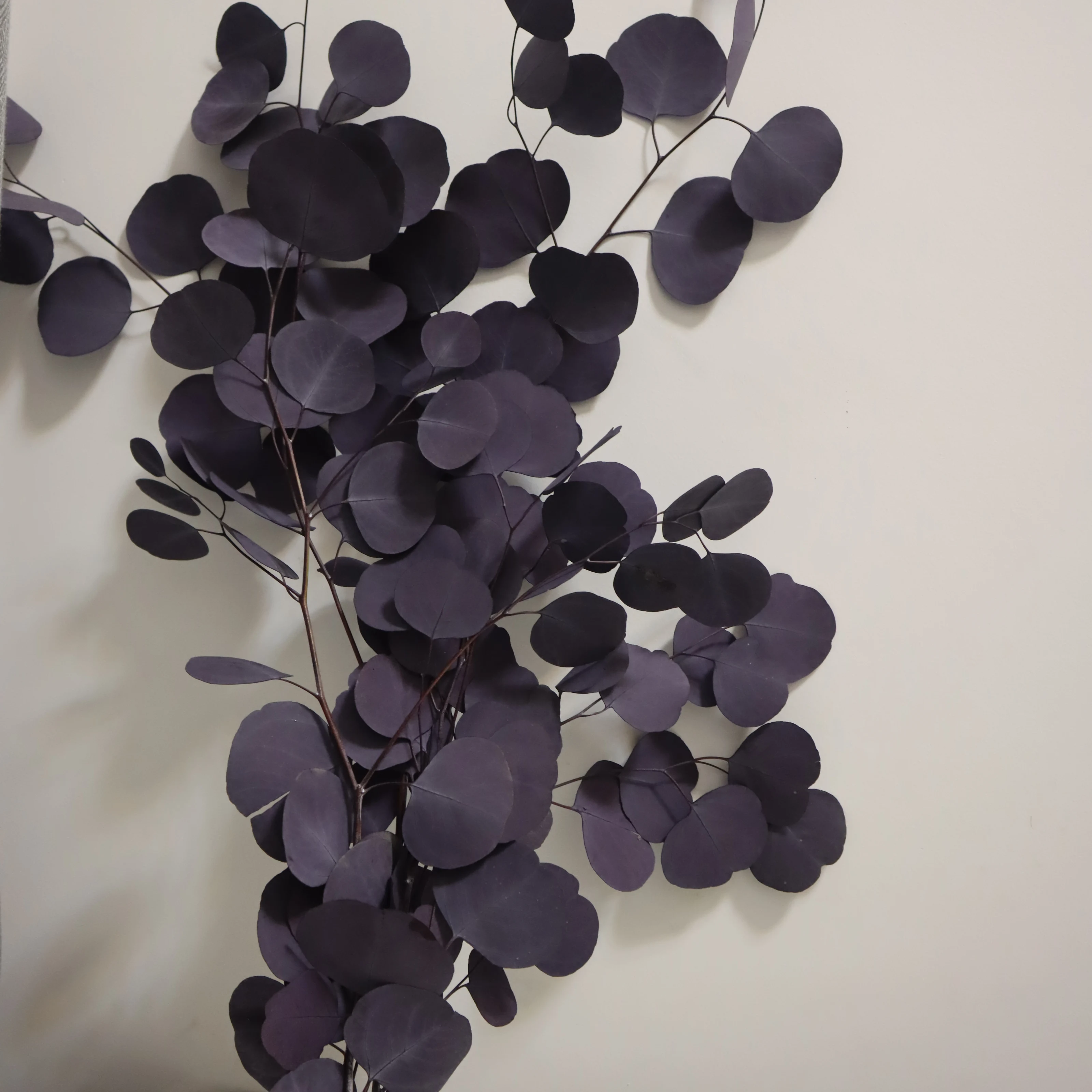 dried leaves and flowers real natural eucalyptus preserved flowers and plants dried flowers plants eucalyptus leaves for decor