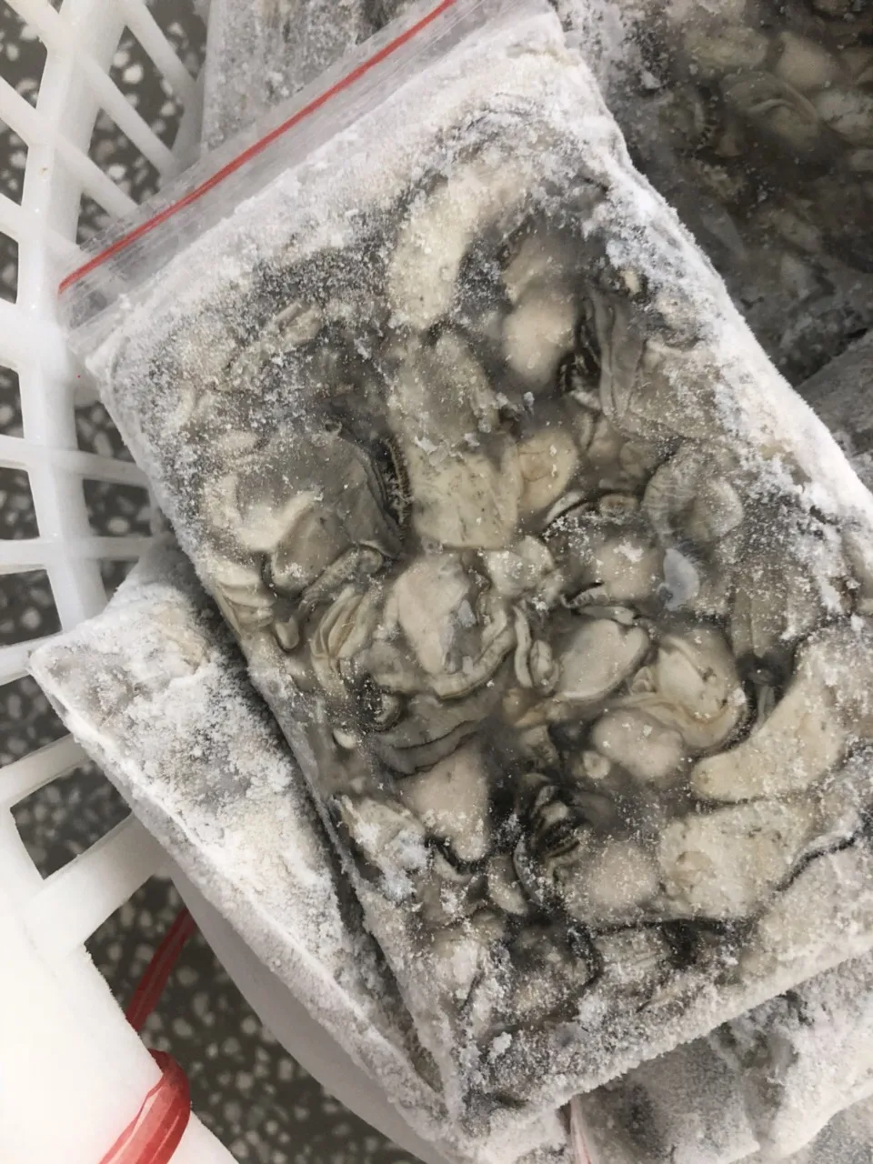 24 Months Shell Life Good Quality 70/90/pcs/KGM Frozen Style Bivalves Fresh oyster origin from Vietnam