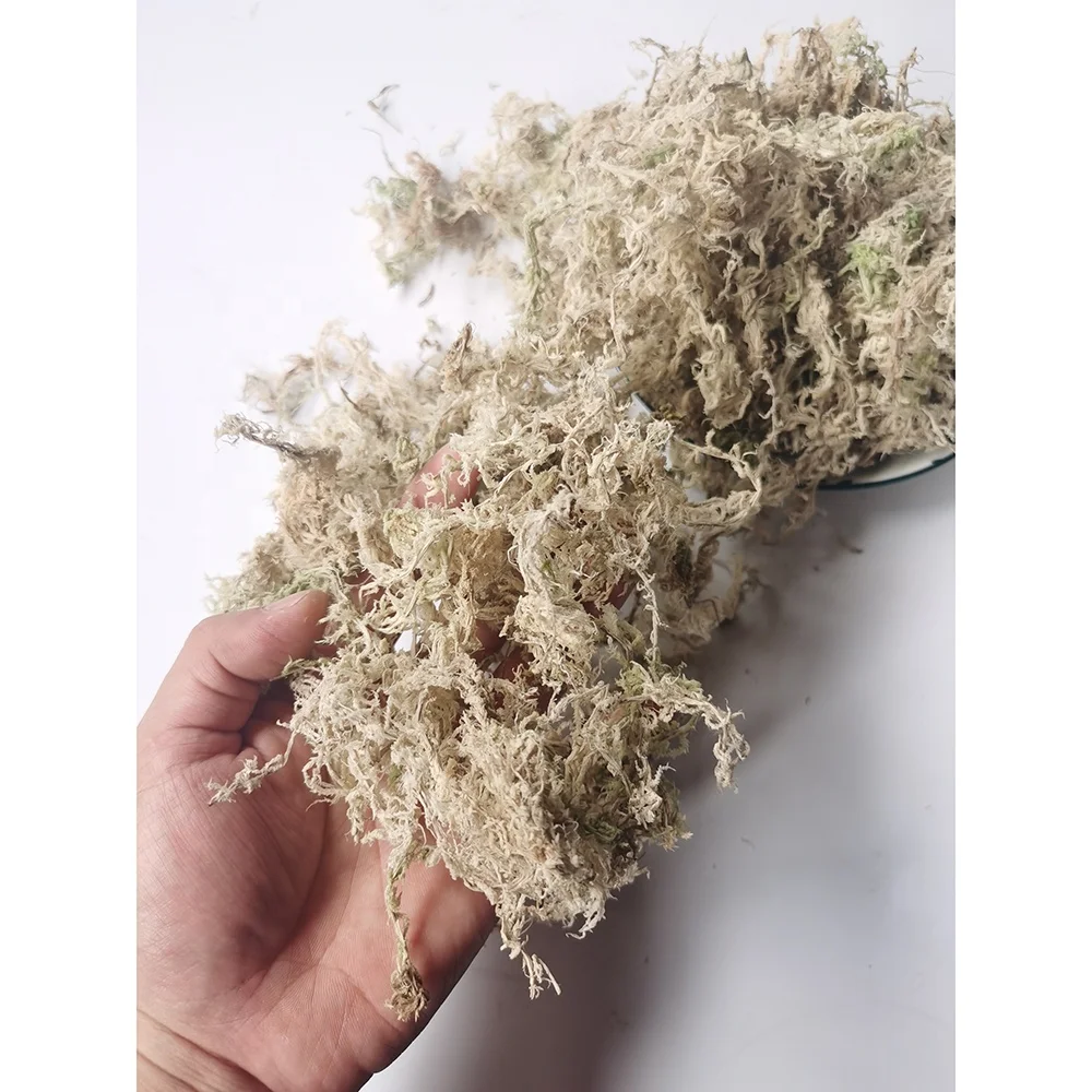 High Quality AAAAAA Sphagnum Moss For Orchids Plantas Naturales And Reptile Subtrat 500G/Bag Long Fiber Sphagnum Moss For Sale