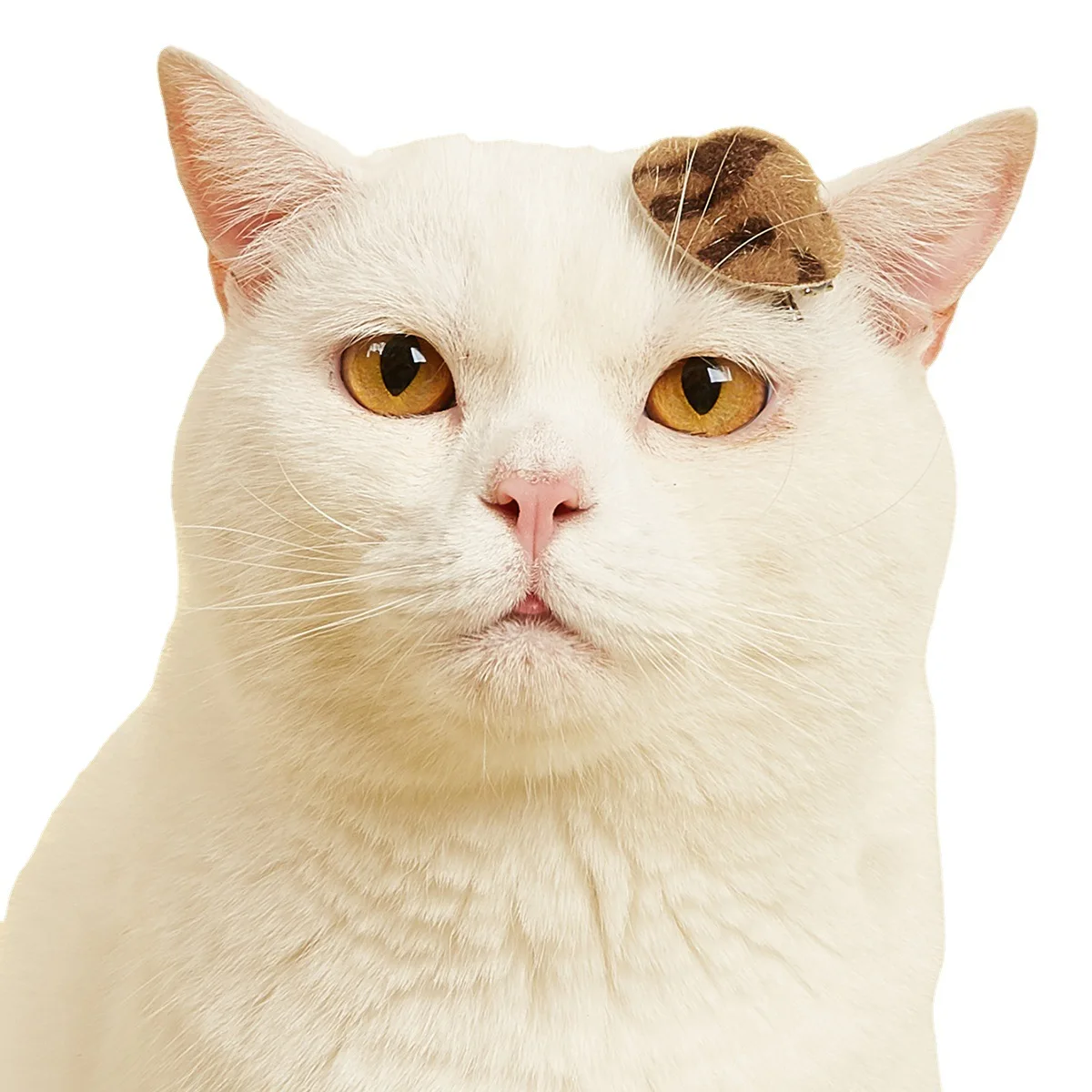 Pet Dog Hair Clip Dog Hair Accessories Pet Apparel Accessories Pet Hat Hairpin Dog Headwear Cat Hair Accessories