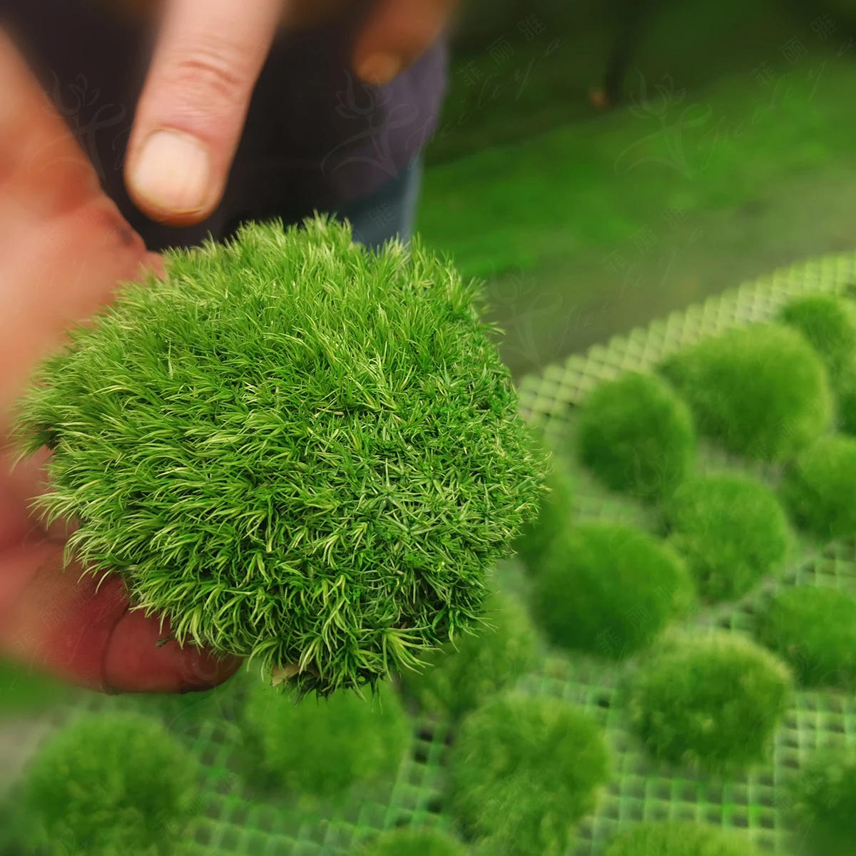 Every Love Real Preserved Moss Wall Custom Size Moss Painting Natural Decorative Flowers & Wreaths Wooden Frame Is Installed T/T