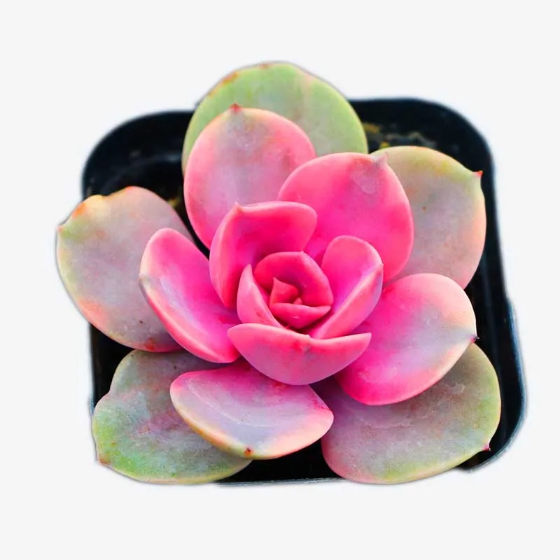 Echeveria Mini Pots Rainbow Wholesale Live Succulent Plants Indoor Bonsai Subtropics