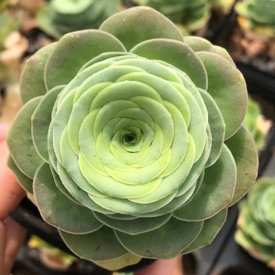 
Rose Succulent wholesale cactus wholesale natural plant succulent pot Korea Succulent Plants 