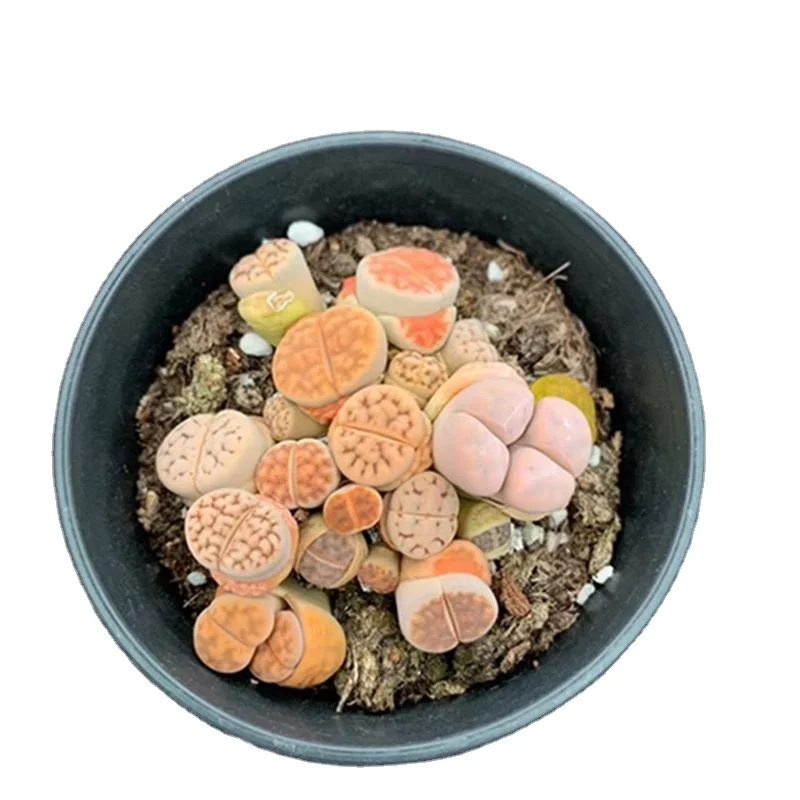 
Guaranteed Quality Proper Price Desktop Decoration Succulents Indoor Plants 