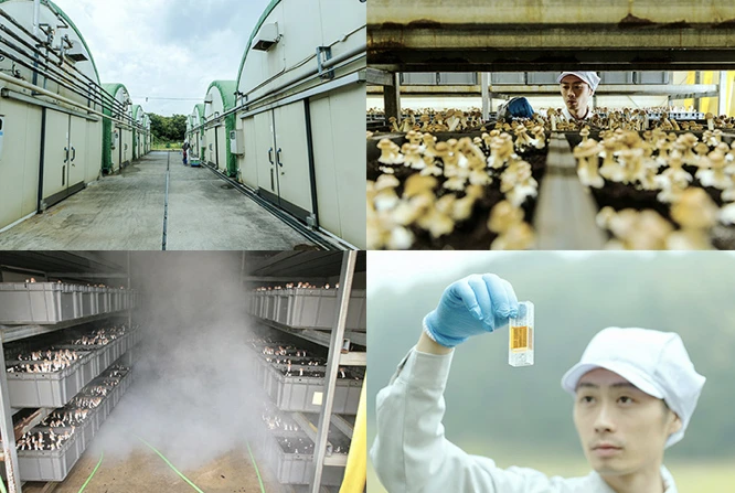 
Japan Senseiro ABMK Agaricus blazei extrct beauty care health product drink 