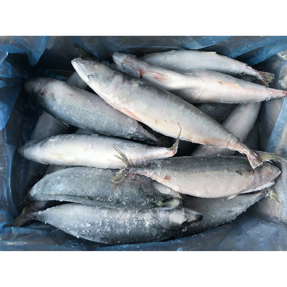 Новинка японская скумбрия замороженная 300-500 г для продажи