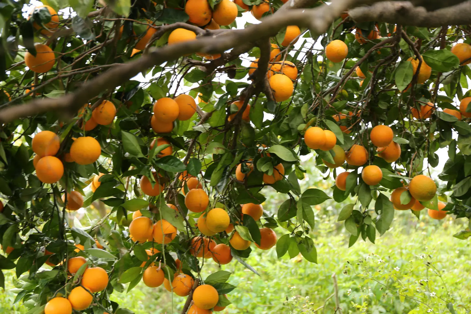 New Pack 2022 Fresh Organic Mandarins Picked and Ship on 24h Ready to Eats