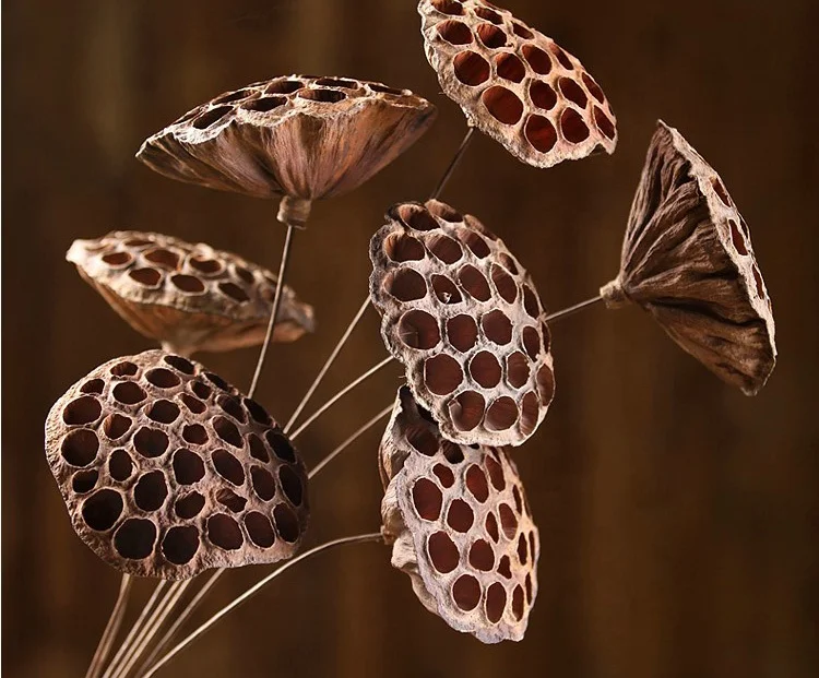dried decor plant Seedpod of the lotus