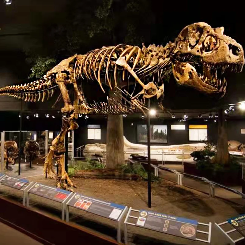 Динозавр парк динозавров ископаемый настоящий Скелет T-rex для музейной выставки открытый имитационный