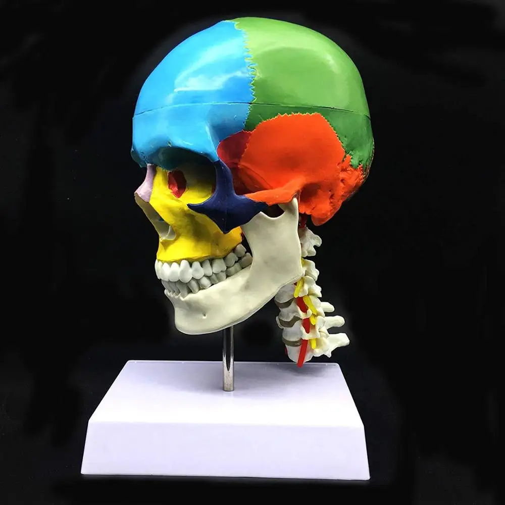 Life-Size 3-Part Human Skull with Cervical Vertebra PVC Anatomical Model for Science Classroom & Medical Teaching