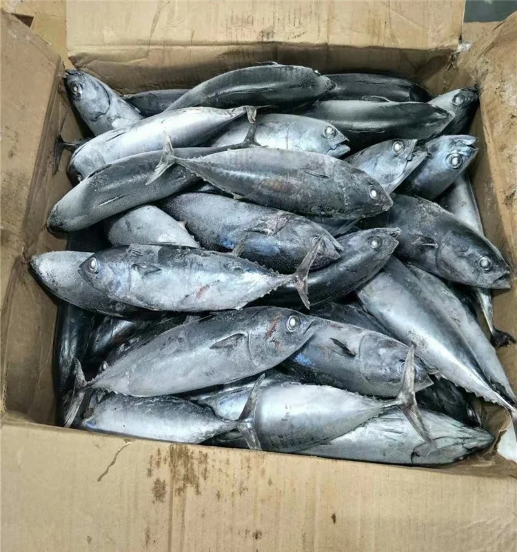 Высокое качество оптом Замороженные Бонито тунец рыбы