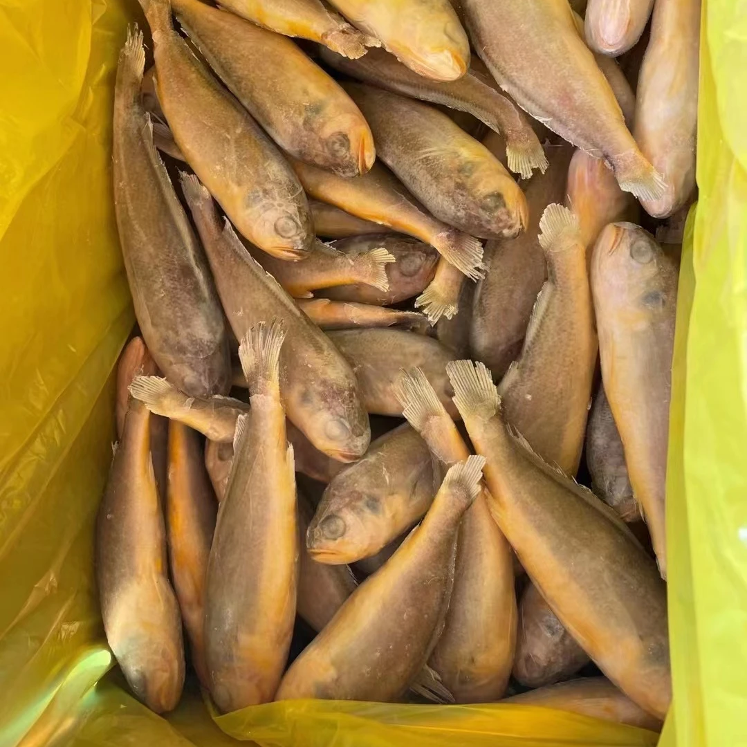 Chinese frozen  Little Yellow Croaker wild caught fish whole round for USA Korea Japan +86 13867834830